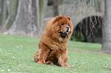CHOW CHOW 730